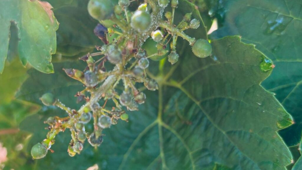Uvas afectasdas por el mildiu