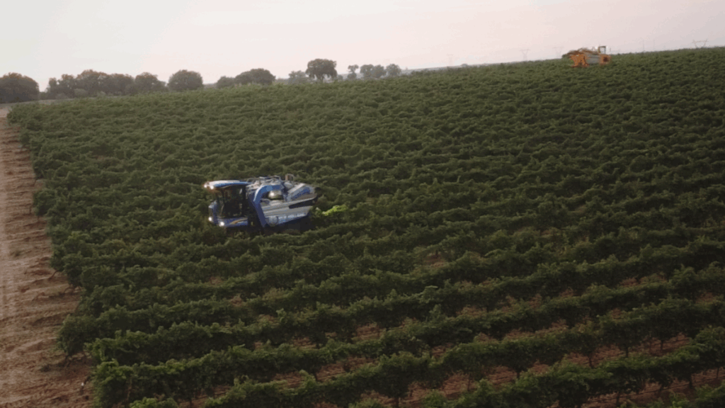 Maquina vendimiadora en la viña
