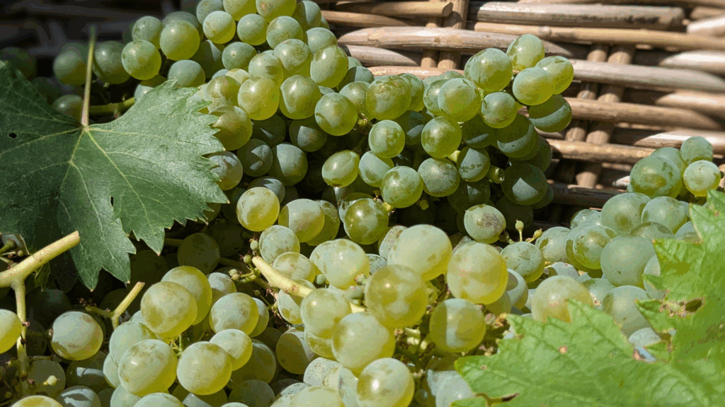Uvas recien recogidas en una cesta