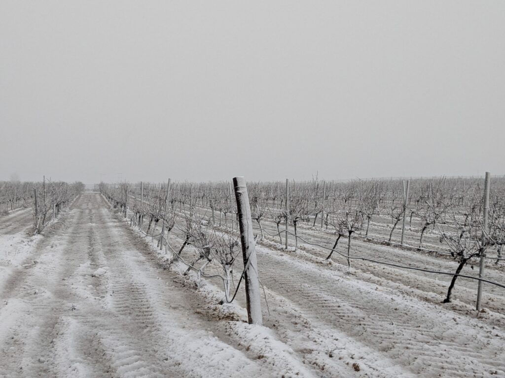 La viña cubierta de nieve en la DO Rueda