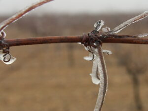 Febrero en la viña durante el reposo vegetativo
