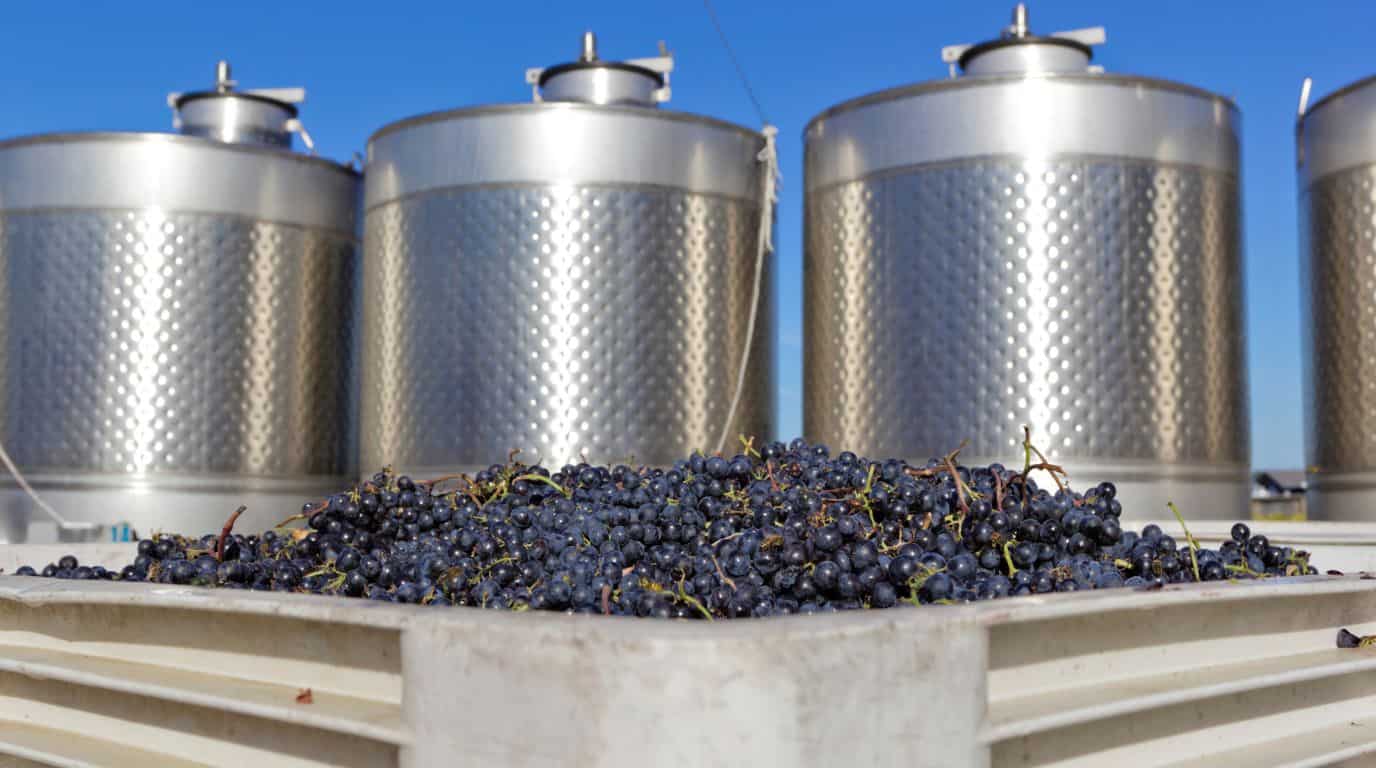 fermentacion del vino en su proceso completo