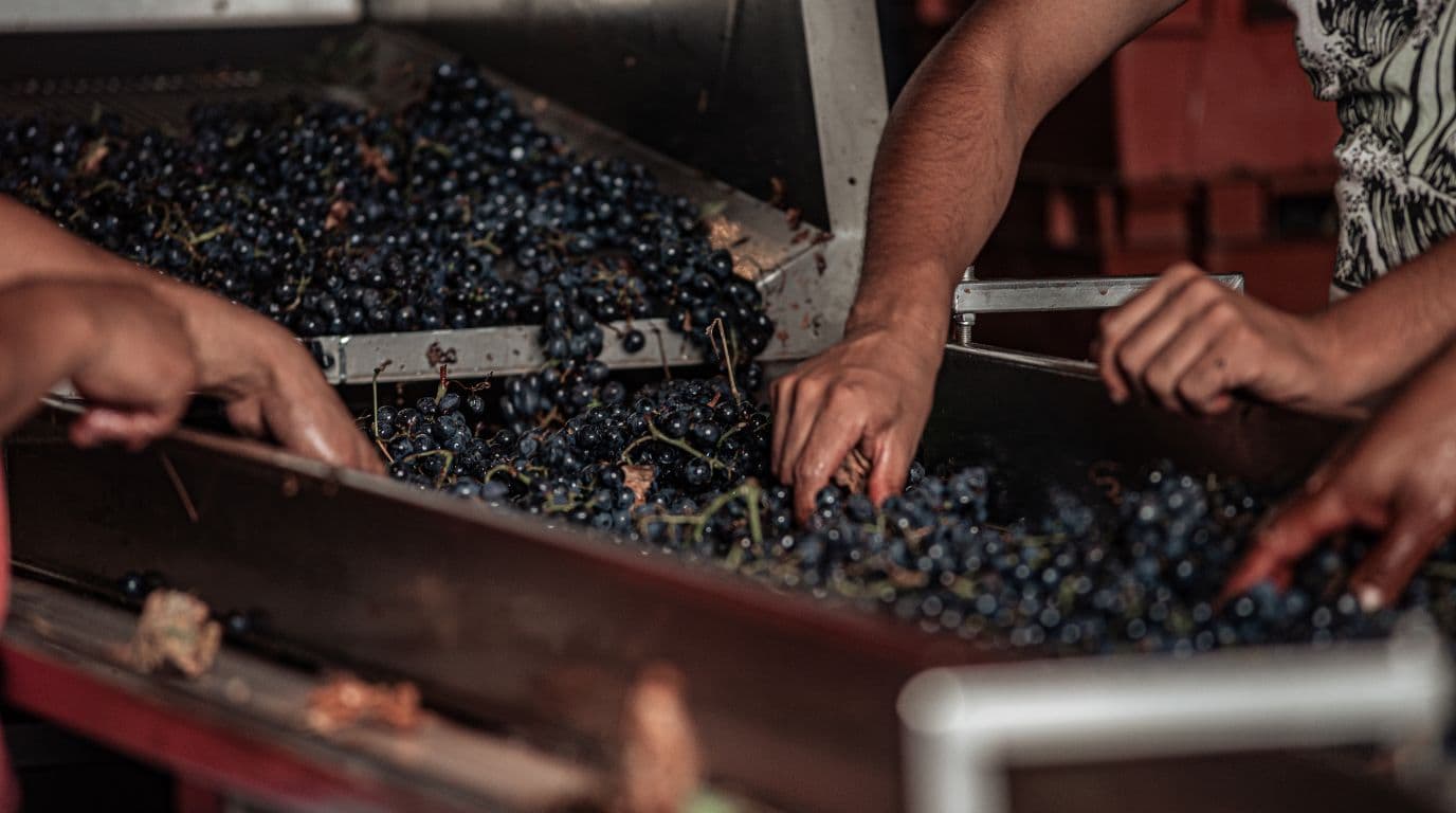 proceso de estrujado de la uva para hacer vino tinto