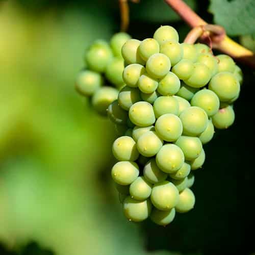 Uva Sauvignon Blanc cultivada en la D.O. Rueda