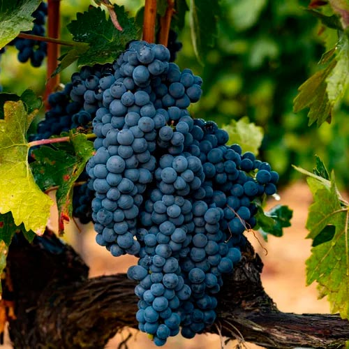 Uva Tempranillo, la variedad tinta más cultivada de España