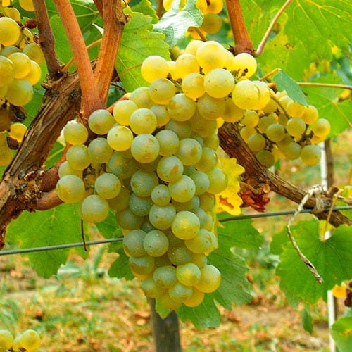 Uva Verdejo, variedad blanca autóctona de la D.O. Rueda